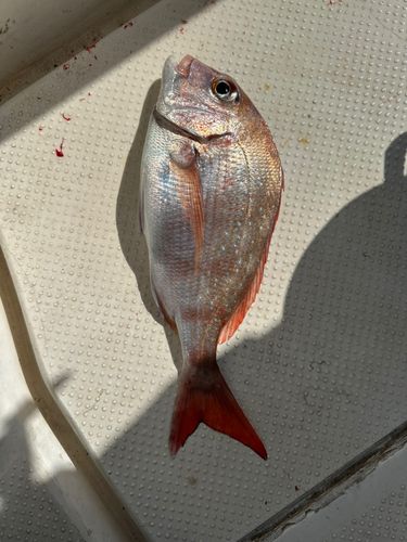 マダイの釣果