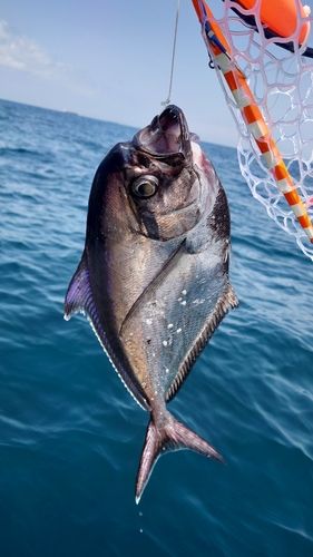シマガツオの釣果