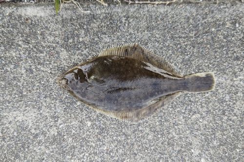 マコガレイの釣果