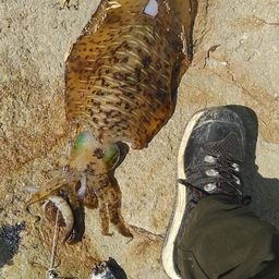 アオリイカ