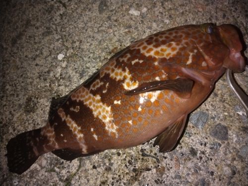 キジハタの釣果