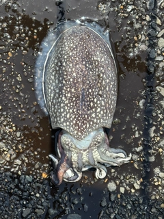 シリヤケイカの釣果