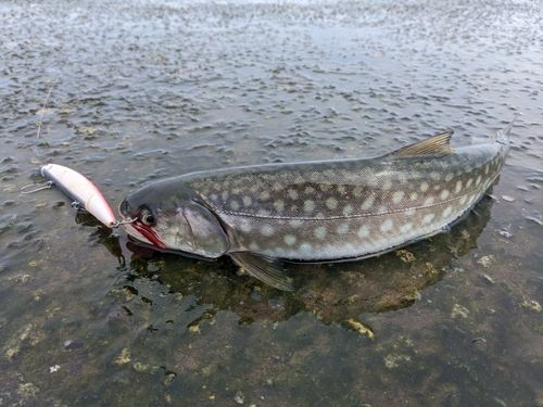 アメマスの釣果