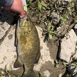 スモールマウスバス