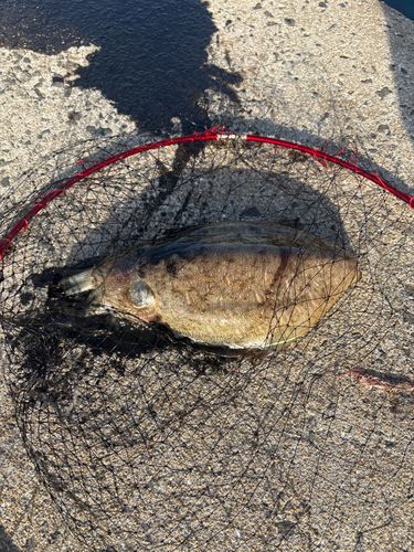 コウイカの釣果