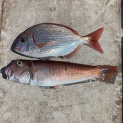 シロアマダイの釣果
