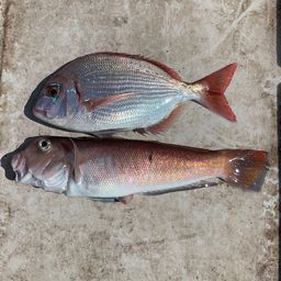 シロアマダイ