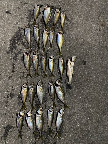 アジの釣果