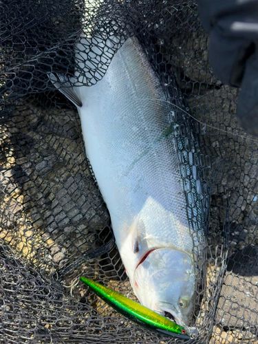 サクラマスの釣果
