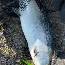 サクラマス