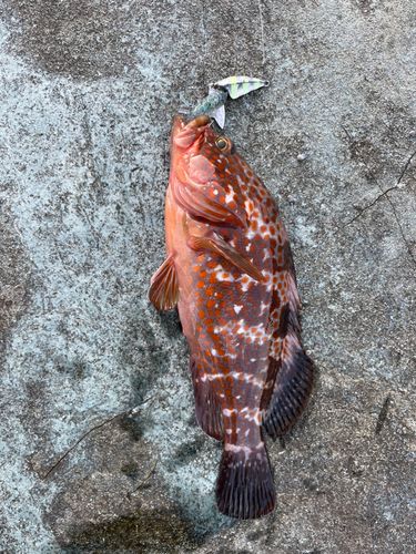 キジハタの釣果