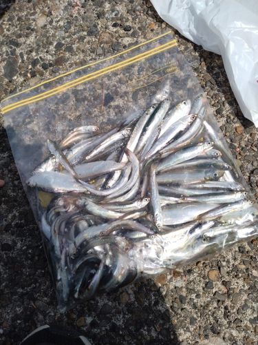 カタクチイワシの釣果