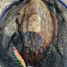 モンゴウイカ