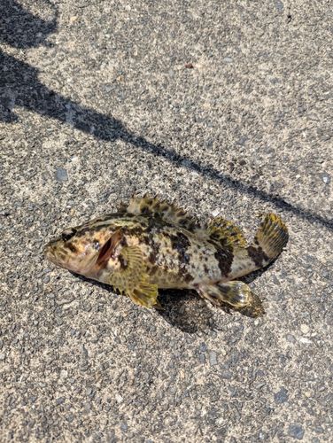 タケノコメバルの釣果