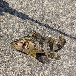 タケノコメバル