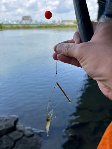 テナガエビの釣果