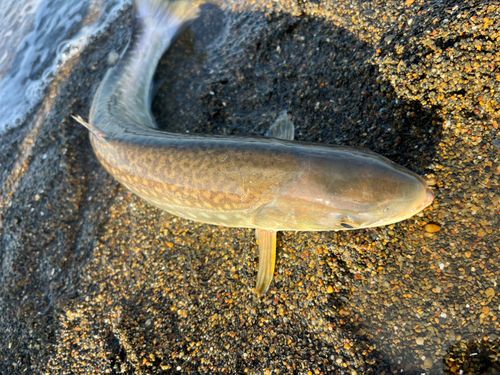 アメマスの釣果