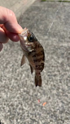 メバルの釣果