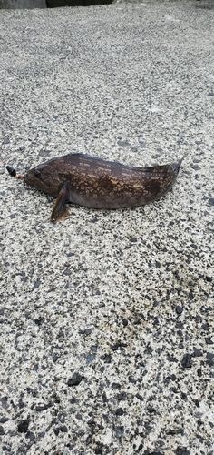 アイナメの釣果