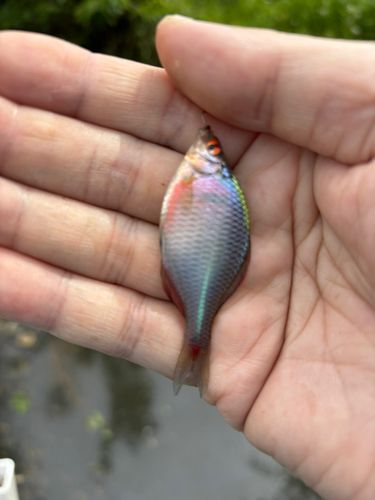 タイリクバラタナゴの釣果