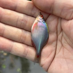 タイリクバラタナゴ