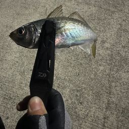 アジ