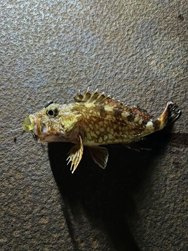 カサゴの釣果