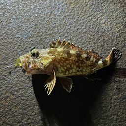 カサゴ