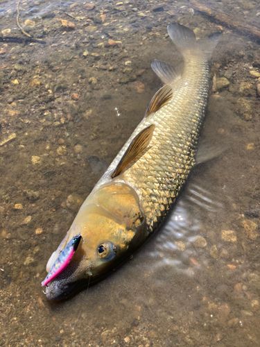 ニゴイの釣果