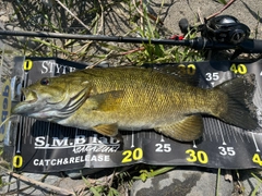 スモールマウスバスの釣果