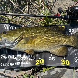 スモールマウスバス