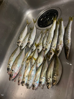アジの釣果