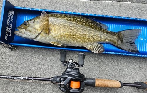 スモールマウスバスの釣果