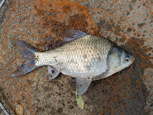ヘラブナの釣果