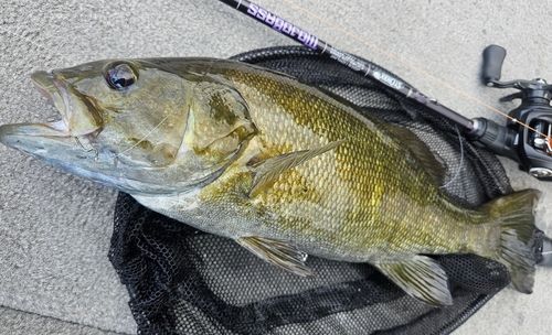 スモールマウスバスの釣果