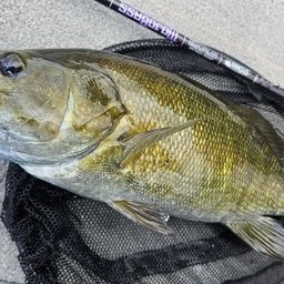 スモールマウスバス