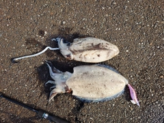モンゴウイカの釣果
