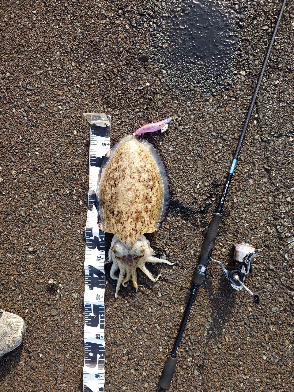 モンゴウイカ