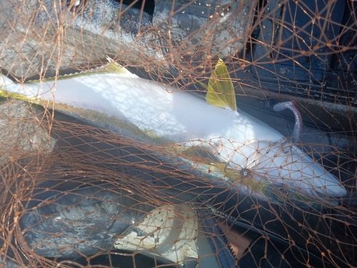 ヒラマサの釣果