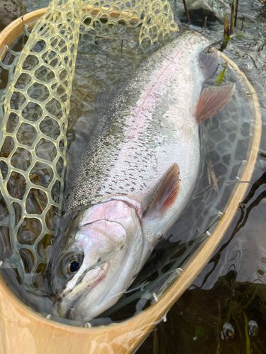 レインボートラウトの釣果