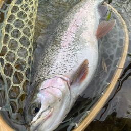 レインボートラウト