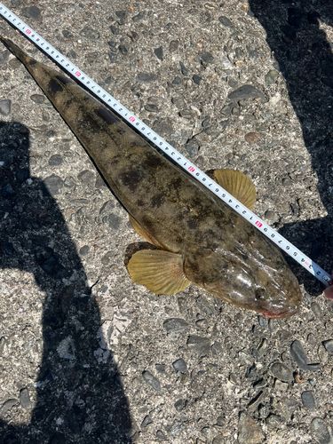 マゴチの釣果