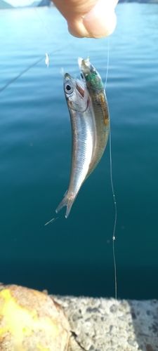 カタクチイワシの釣果