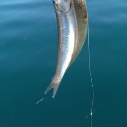 カタクチイワシ