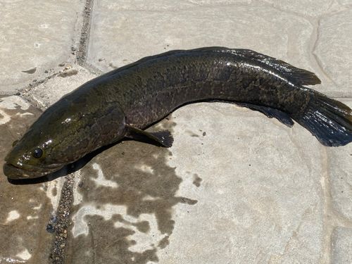 ライギョの釣果
