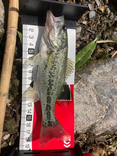 ラージマウスバスの釣果