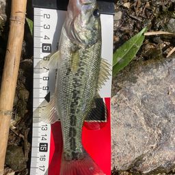 ラージマウスバス