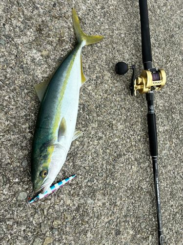 ハマチの釣果