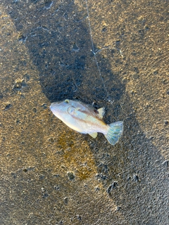 キタマクラの釣果