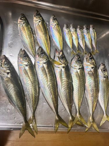 マアジの釣果
